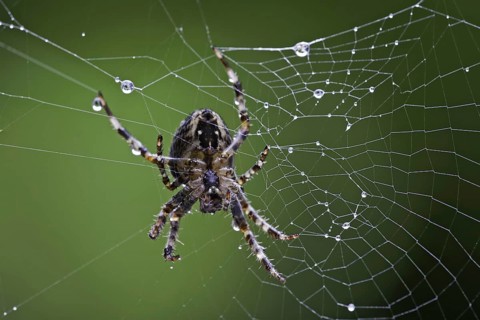 Garden cross spider