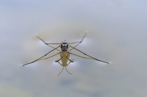 Hydrometra lacustris