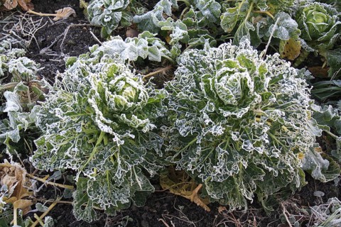 Vegetable cabbage