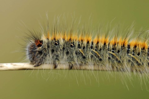 Grass Eggar