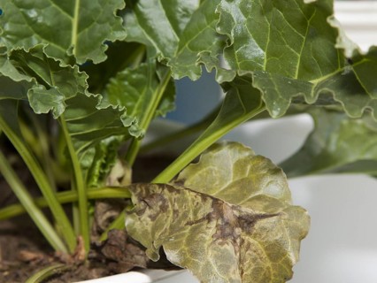 Sugar beet