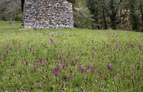 Green-winged flowering orchid