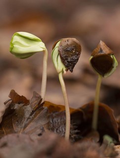 Seedlings of copper beech