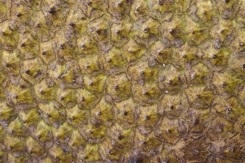 Jackfruit tree
