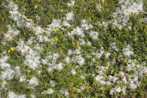 Dispersal of creeping willow