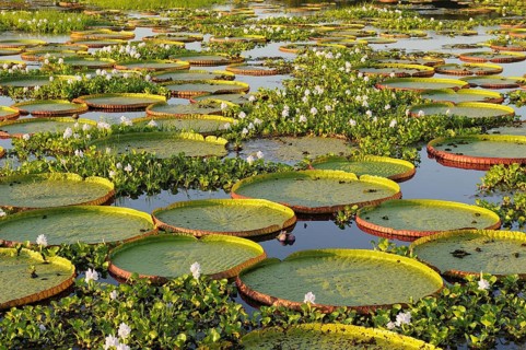 Amazon water lily