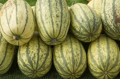 Squash