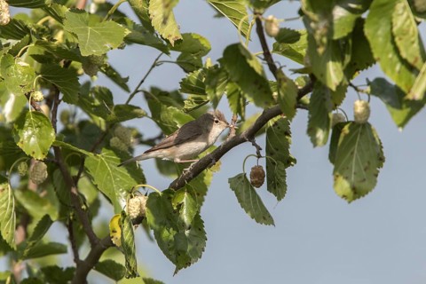 Iduna pallida