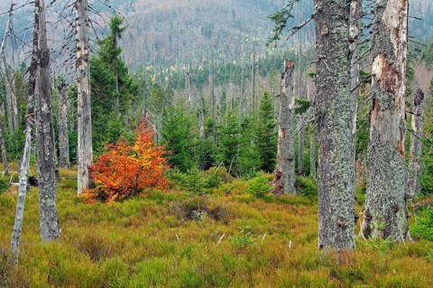 Dead spruce trees infested by the European spruce bark beetle