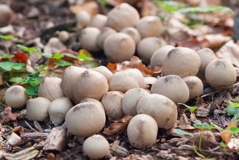 (Lycoperdon pyriforme)