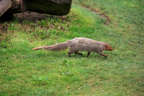 Indian grey mongoose