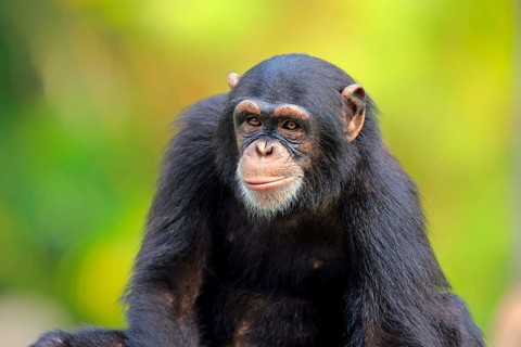Chimpanzee