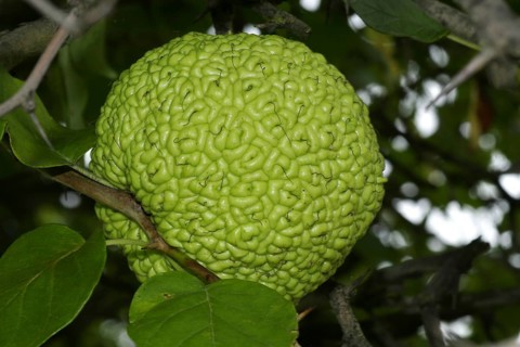 Osage Orange