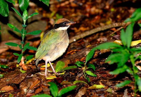Noisy Pitta