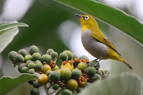 Ganges White-eye