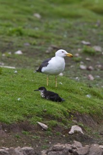 Lesser Black-backed Gull eyeing a Manx Shearwater