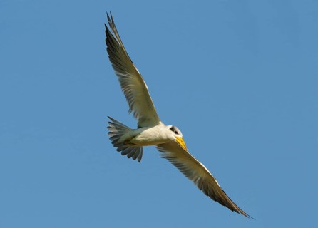 Large-billed terns