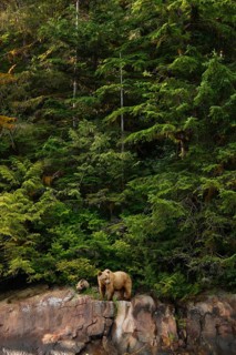 Grizzly bear