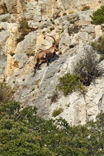 Southeastern Spanish Ibex