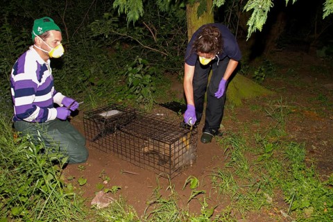 Eurasian Badger