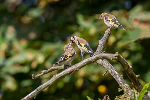 Adult goldfinch regurgitating food to fledglings