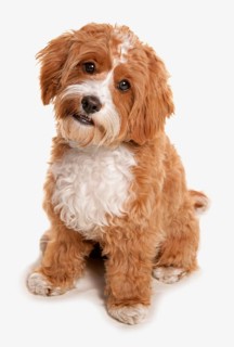 Domestic Dog