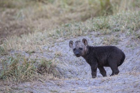 Spotted hyenas