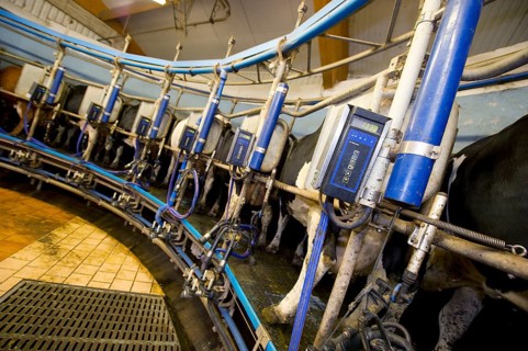 Dairy farming
