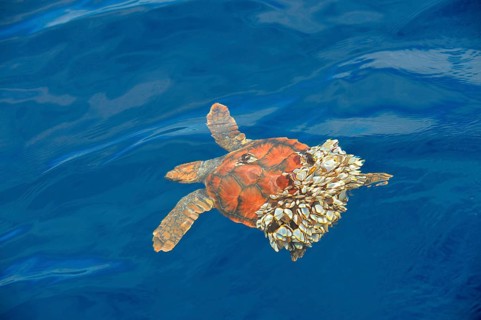 Loggerhead