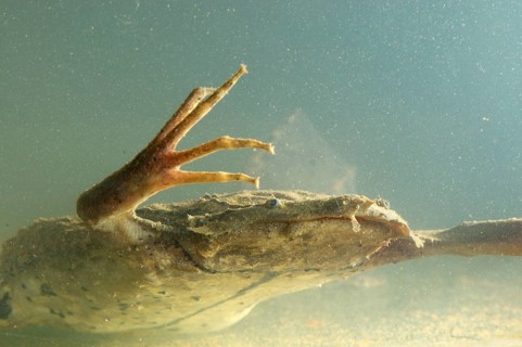 Large Honeycomb Toad