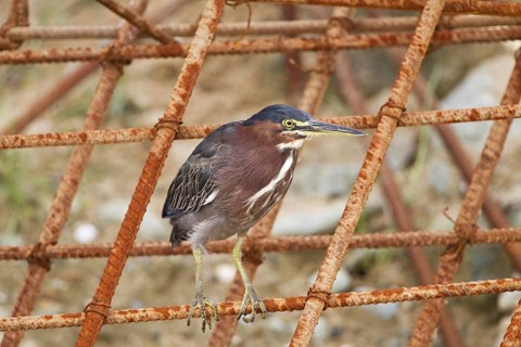 Green green heron
