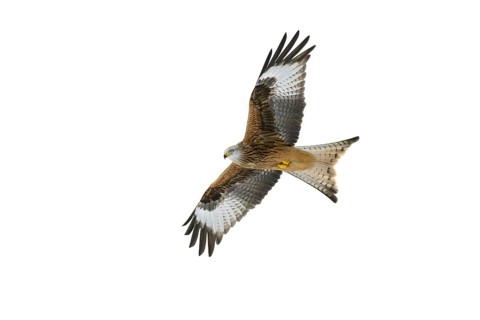 Red kite
