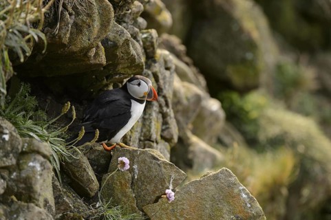 Puffin