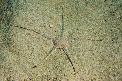 Large brittlestar