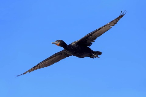 Cape Cormorant