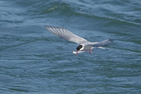 Arctic Tern