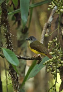 Yellow-bellied Bulbul