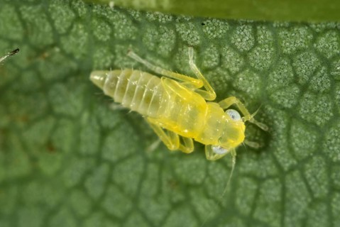 Sycamore leafhopper