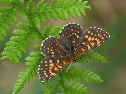 False heath fritillary