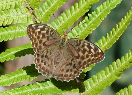 Silver washed fritillary