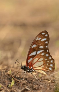 Swallowtail butterfly