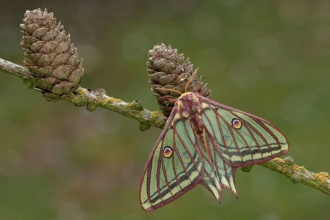 Graellsia isabellina