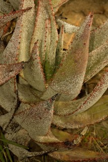 Bitter cape aloe