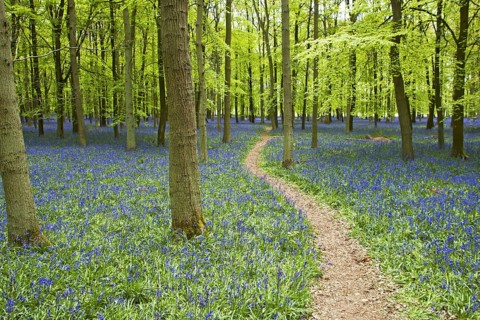 Hyacinthoides non-scripta