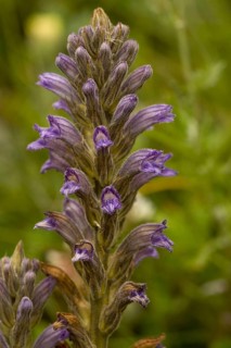 Purple Broomrape