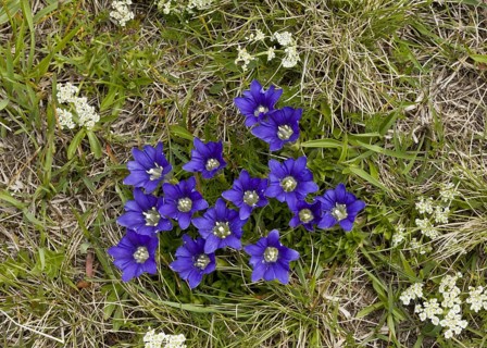 Pyrenean gentian