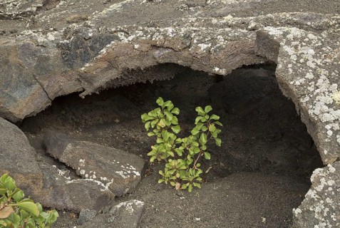 Canary sorrel