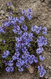 Speedwell