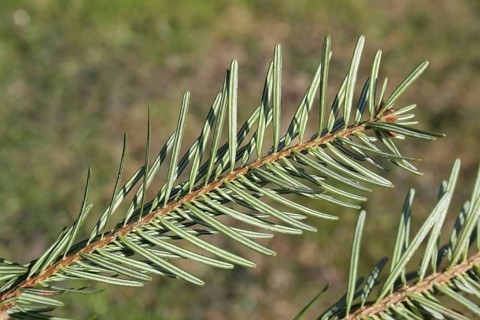 Nordmann Fir