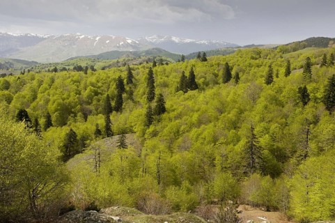 View over greek fir